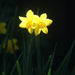 Last of the Daffodils