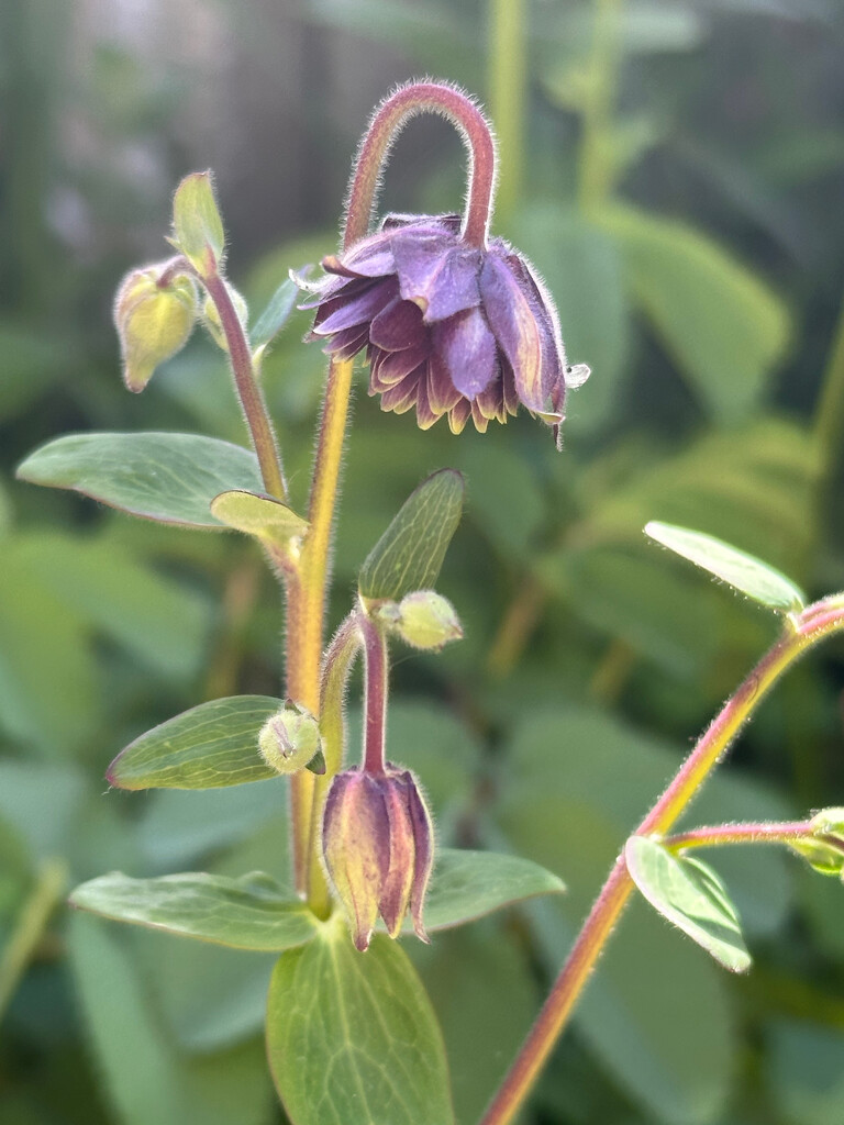 Aquilegia by 365projectmaxine