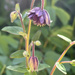 Aquilegia