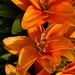 Tiny Double Dutch Lily