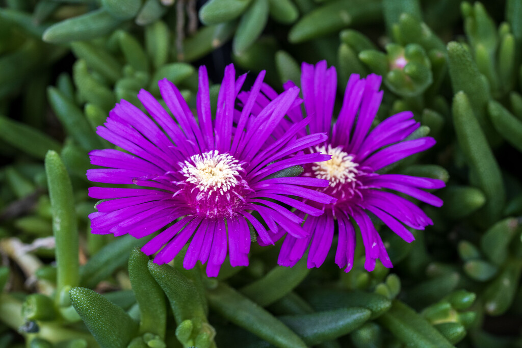 Pink Ice Plant by kvphoto