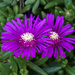 Pink Ice Plant