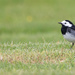 Pied Wagtail
