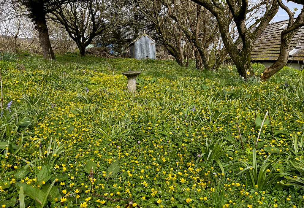 Yellow Carpet by lifeat60degrees