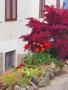 19th Apr 2025 - Flowery Window View