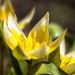 tulip