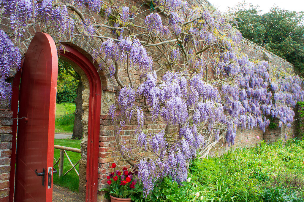 Wisteria and red door by josiegilbert