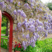 Wisteria and red door