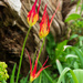 Tulipa acuminata