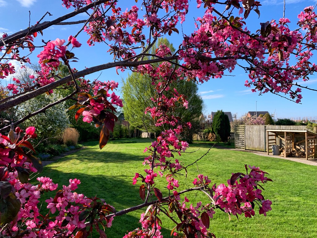 Through the blossom by happypat
