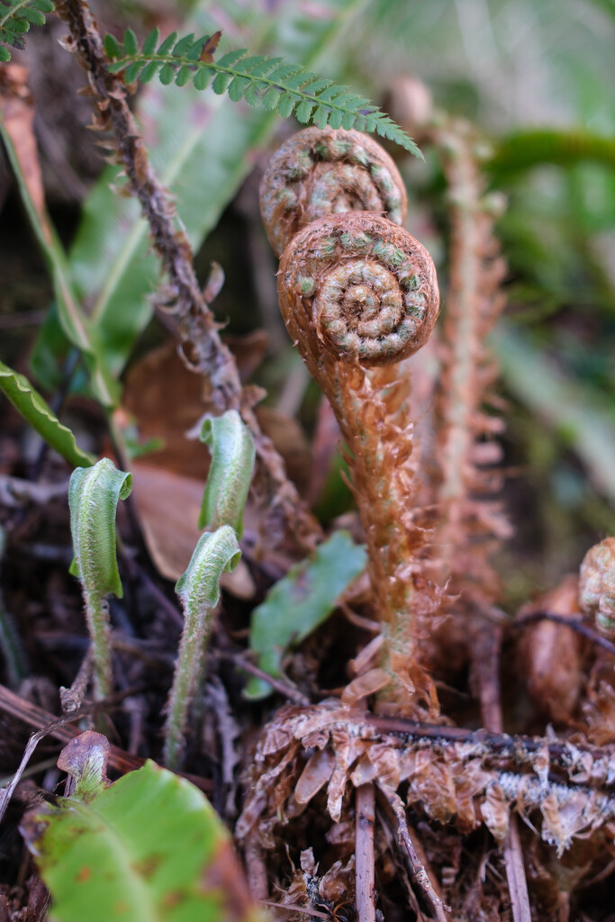 Fronds by plebster