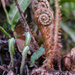 Fronds