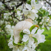 Among the pear blossoms