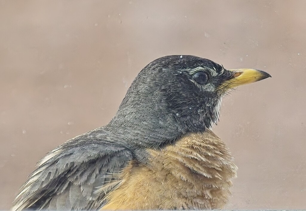 Window Robin by gardencat
