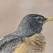 Window Robin