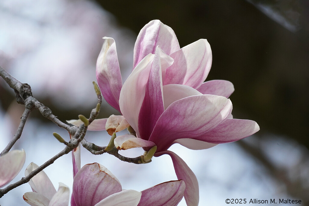 Magnolia Blossom by falcon11