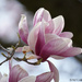 Magnolia Blossom