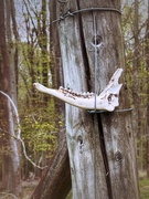 20th Apr 2025 - Remains