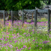 Wildflowers are my favorite
