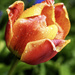 Wet Tulip