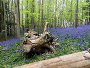 21st Apr 2025 - Sussex bluebells
