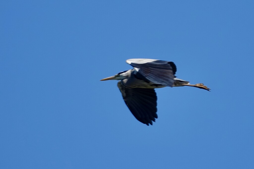 Grey Heron  by phil_sandford
