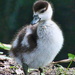 Goslings by gaf005
