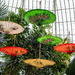 Parasols-2