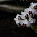 Orchids-3