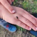 Found a beetle