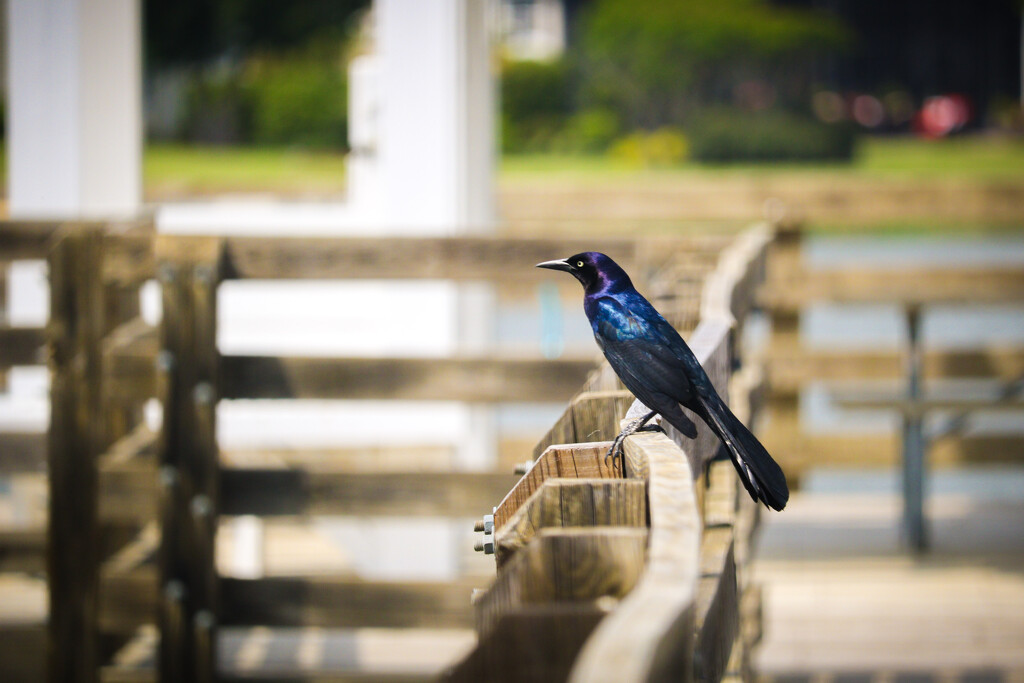 Common Grackle by librarymom