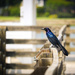 Common Grackle