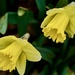 daffodils again