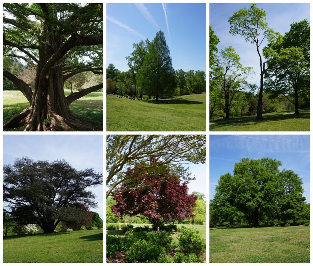 The Majestic Trees of Maymont by allie912