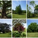The Majestic Trees of Maymont