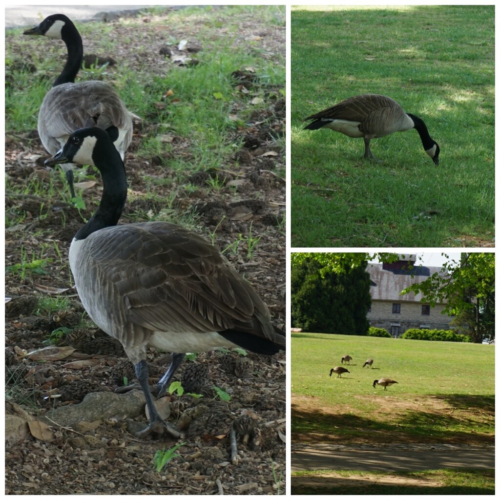 Some Canadians Who Don’t Mind Visiting Us by allie912