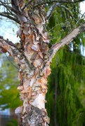 21st Apr 2025 - Tree with Peeling Bark