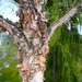 Tree with Peeling Bark