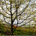 Spring is all Around
