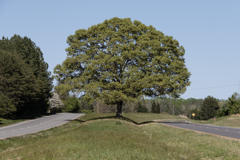 Tappahannock Oak XII - Long Time, No See by timerskine