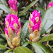 Spring Rhododendron Blooms