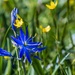 Camas