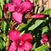 4 19 Magenta Oleander