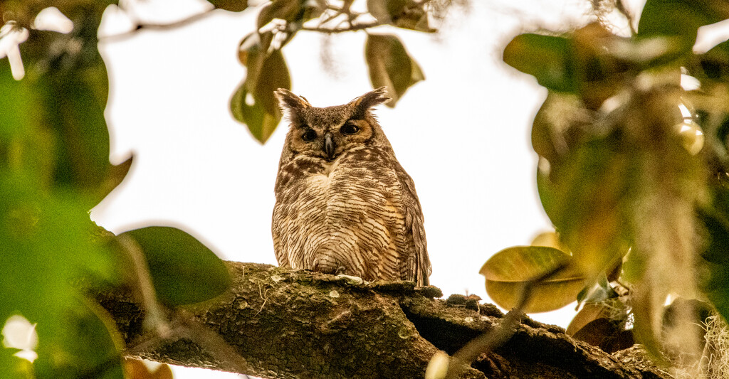 Great Horned Owl! by rickster549