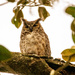 Great Horned Owl!