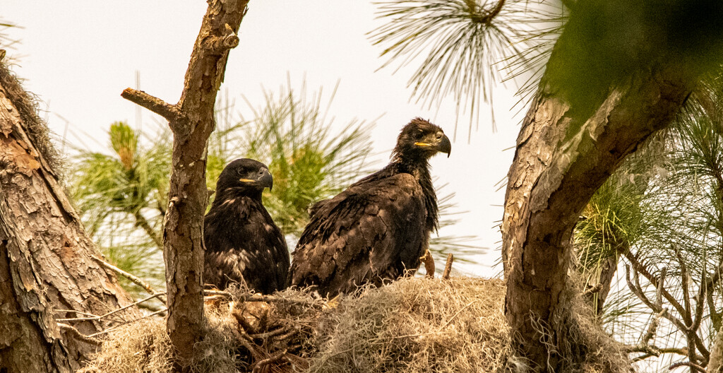 The Baby Eagles! by rickster549