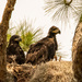 The Baby Eagles!