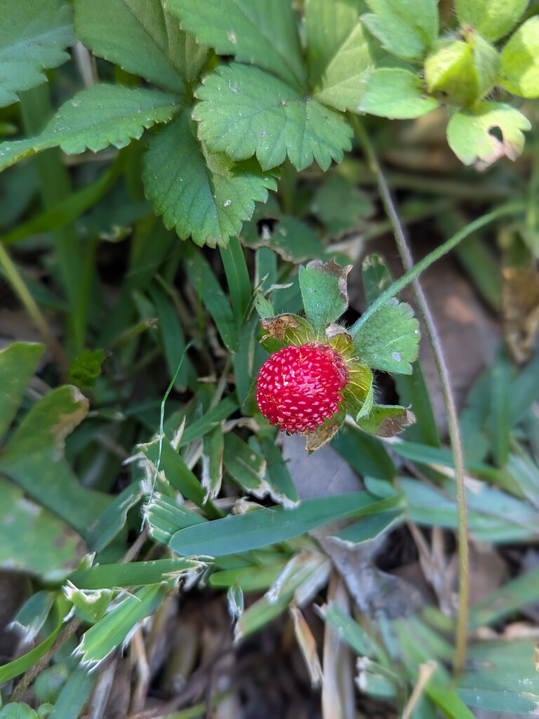 Wild Red by elf