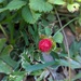Wild Red