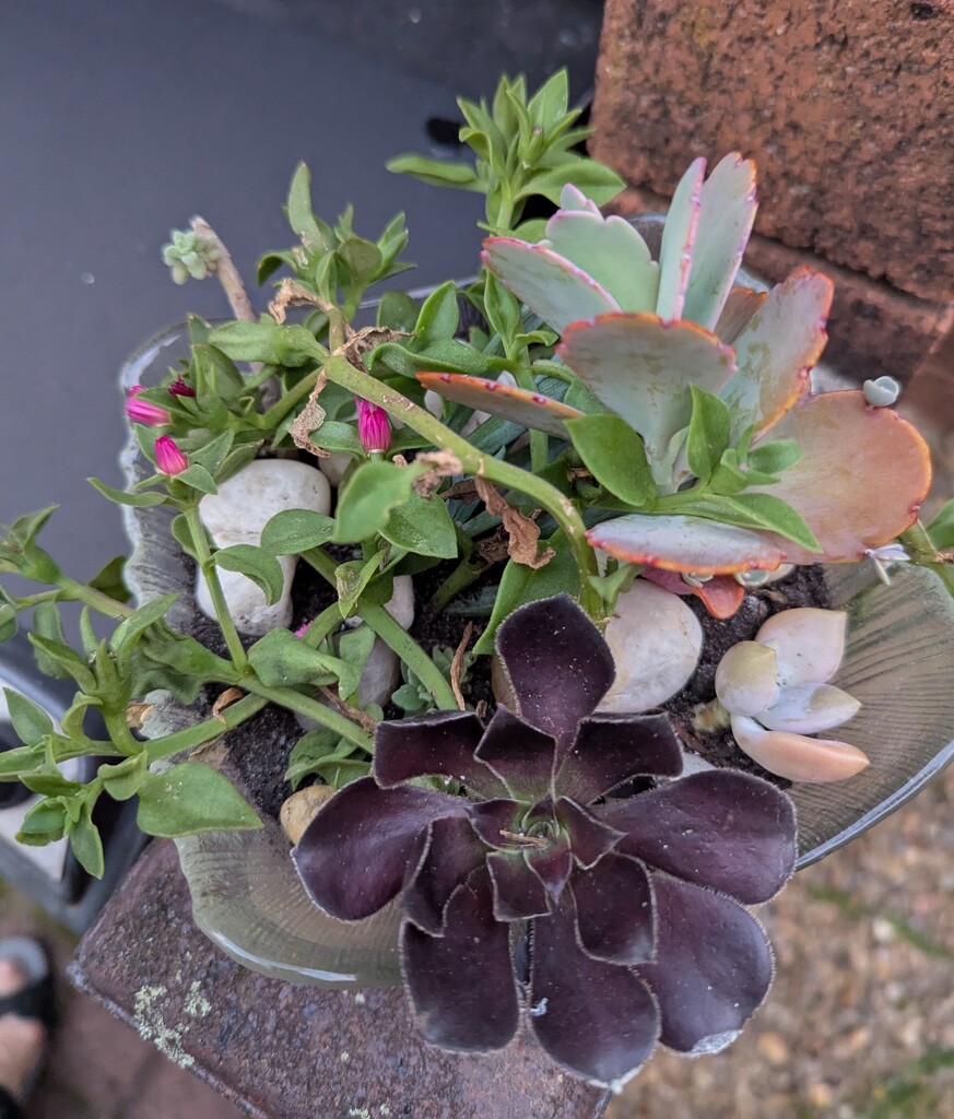 Dessert Bowl Succulents by elf